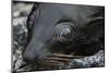 Galapagos Fur Seal, Galapagos Islands, Ecuador-Pete Oxford-Mounted Photographic Print