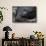 Galapagos Fur Seal, Galapagos Islands, Ecuador-Pete Oxford-Framed Stretched Canvas displayed on a wall