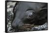 Galapagos Fur Seal, Galapagos Islands, Ecuador-Pete Oxford-Framed Stretched Canvas