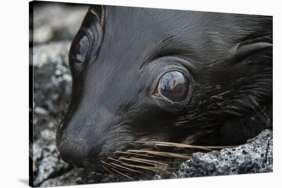 Galapagos Fur Seal, Galapagos Islands, Ecuador-Pete Oxford-Stretched Canvas