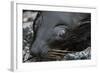 Galapagos Fur Seal, Galapagos Islands, Ecuador-Pete Oxford-Framed Photographic Print