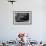 Galapagos Fur Seal, Galapagos Islands, Ecuador-Pete Oxford-Framed Photographic Print displayed on a wall