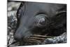 Galapagos Fur Seal, Galapagos Islands, Ecuador-Pete Oxford-Mounted Photographic Print