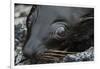 Galapagos Fur Seal, Galapagos Islands, Ecuador-Pete Oxford-Framed Photographic Print