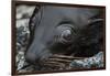 Galapagos Fur Seal, Galapagos Islands, Ecuador-Pete Oxford-Framed Photographic Print