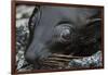 Galapagos Fur Seal, Galapagos Islands, Ecuador-Pete Oxford-Framed Photographic Print