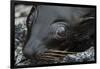 Galapagos Fur Seal, Galapagos Islands, Ecuador-Pete Oxford-Framed Photographic Print