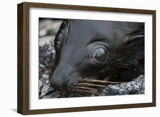 Galapagos Fur Seal, Galapagos Islands, Ecuador-Pete Oxford-Framed Photographic Print