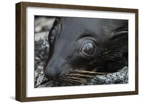 Galapagos Fur Seal, Galapagos Islands, Ecuador-Pete Oxford-Framed Photographic Print