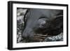 Galapagos Fur Seal, Galapagos Islands, Ecuador-Pete Oxford-Framed Photographic Print