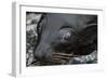 Galapagos Fur Seal, Galapagos Islands, Ecuador-Pete Oxford-Framed Photographic Print