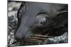 Galapagos Fur Seal, Galapagos Islands, Ecuador-Pete Oxford-Mounted Photographic Print