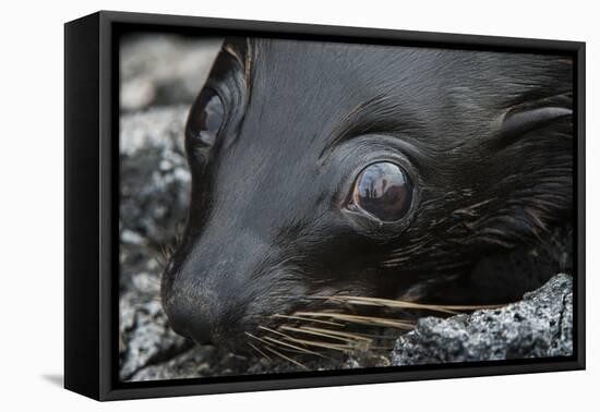 Galapagos Fur Seal, Galapagos Islands, Ecuador-Pete Oxford-Framed Stretched Canvas