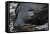 Galapagos Fur Seal, Galapagos Islands, Ecuador-Pete Oxford-Framed Stretched Canvas