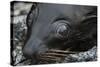Galapagos Fur Seal, Galapagos Islands, Ecuador-Pete Oxford-Stretched Canvas