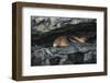 Galapagos Fur Seal, Galapagos Islands, Ecuador-Pete Oxford-Framed Photographic Print