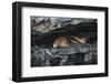 Galapagos Fur Seal, Galapagos Islands, Ecuador-Pete Oxford-Framed Photographic Print