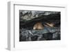 Galapagos Fur Seal, Galapagos Islands, Ecuador-Pete Oxford-Framed Photographic Print