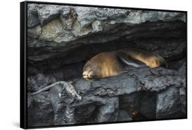 Galapagos Fur Seal, Galapagos Islands, Ecuador-Pete Oxford-Framed Stretched Canvas