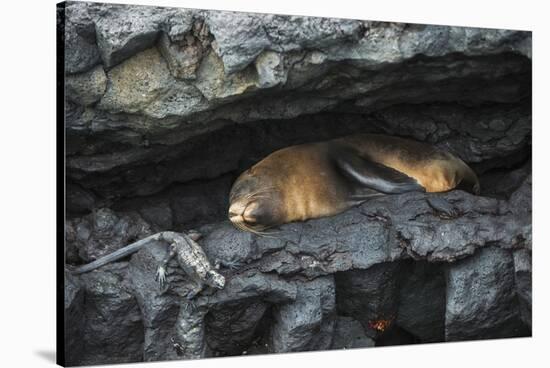 Galapagos Fur Seal, Galapagos Islands, Ecuador-Pete Oxford-Stretched Canvas