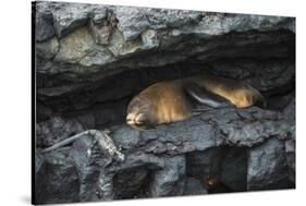 Galapagos Fur Seal, Galapagos Islands, Ecuador-Pete Oxford-Stretched Canvas