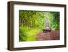 Galapagos Giant Tortoise Crossing Straight Dirt Road-nwdph-Framed Photographic Print