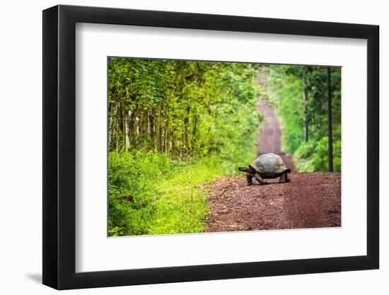 Galapagos Giant Tortoise Crossing Straight Dirt Road-nwdph-Framed Photographic Print