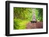 Galapagos Giant Tortoise Crossing Straight Dirt Road-nwdph-Framed Photographic Print