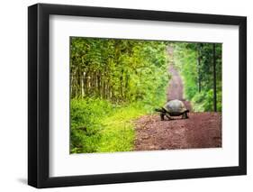 Galapagos Giant Tortoise Crossing Straight Dirt Road-nwdph-Framed Photographic Print