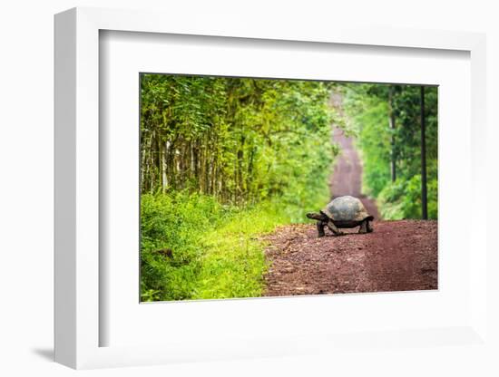 Galapagos Giant Tortoise Crossing Straight Dirt Road-nwdph-Framed Photographic Print