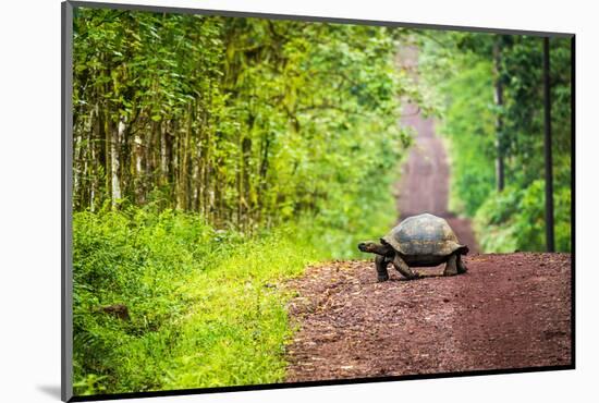 Galapagos Giant Tortoise Crossing Straight Dirt Road-nwdph-Mounted Photographic Print