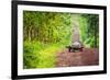 Galapagos Giant Tortoise Crossing Straight Dirt Road-nwdph-Framed Photographic Print