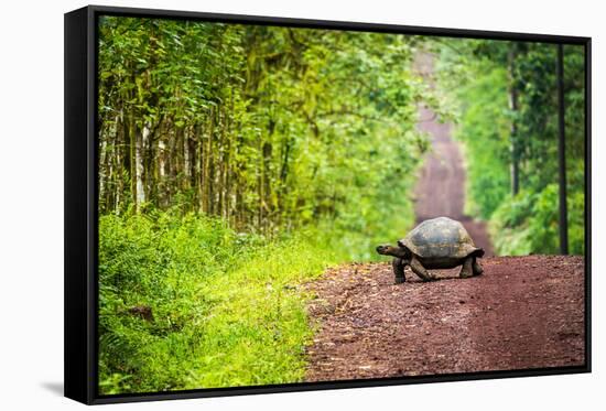 Galapagos Giant Tortoise Crossing Straight Dirt Road-nwdph-Framed Stretched Canvas