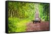 Galapagos Giant Tortoise Crossing Straight Dirt Road-nwdph-Framed Stretched Canvas