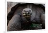 Galapagos giant tortoise. Galapagos Islands, Ecuador.-Adam Jones-Framed Photographic Print