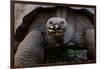 Galapagos giant tortoise. Galapagos Islands, Ecuador.-Adam Jones-Framed Photographic Print