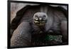 Galapagos giant tortoise. Galapagos Islands, Ecuador.-Adam Jones-Framed Photographic Print