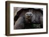 Galapagos giant tortoise. Galapagos Islands, Ecuador.-Adam Jones-Framed Photographic Print