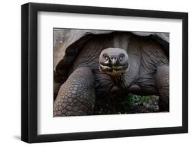 Galapagos giant tortoise. Galapagos Islands, Ecuador.-Adam Jones-Framed Photographic Print