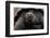 Galapagos giant tortoise. Galapagos Islands, Ecuador.-Adam Jones-Framed Photographic Print