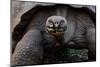 Galapagos giant tortoise. Galapagos Islands, Ecuador.-Adam Jones-Mounted Photographic Print
