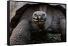 Galapagos giant tortoise. Galapagos Islands, Ecuador.-Adam Jones-Framed Stretched Canvas