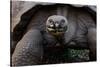 Galapagos giant tortoise. Galapagos Islands, Ecuador.-Adam Jones-Stretched Canvas