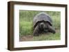 Galapagos giant tortoise. Genovesa Island, Galapagos Islands, Ecuador.-Adam Jones-Framed Photographic Print