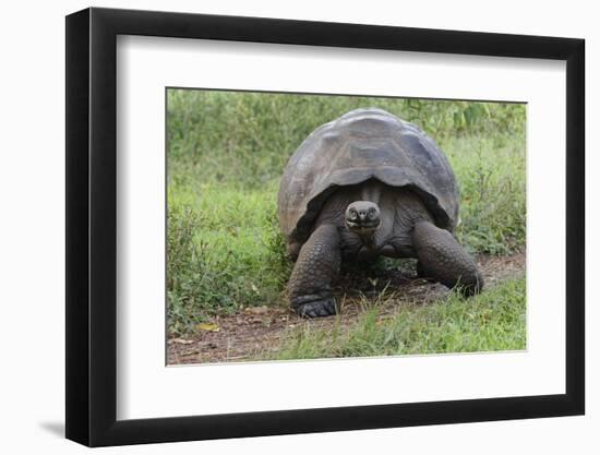 Galapagos giant tortoise. Genovesa Island, Galapagos Islands, Ecuador.-Adam Jones-Framed Photographic Print
