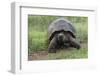 Galapagos giant tortoise. Genovesa Island, Galapagos Islands, Ecuador.-Adam Jones-Framed Photographic Print