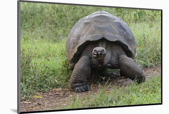 Galapagos giant tortoise. Genovesa Island, Galapagos Islands, Ecuador.-Adam Jones-Mounted Photographic Print