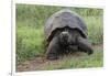 Galapagos giant tortoise. Genovesa Island, Galapagos Islands, Ecuador.-Adam Jones-Framed Photographic Print