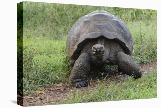 Galapagos giant tortoise. Genovesa Island, Galapagos Islands, Ecuador.-Adam Jones-Stretched Canvas