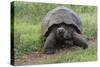 Galapagos giant tortoise. Genovesa Island, Galapagos Islands, Ecuador.-Adam Jones-Stretched Canvas